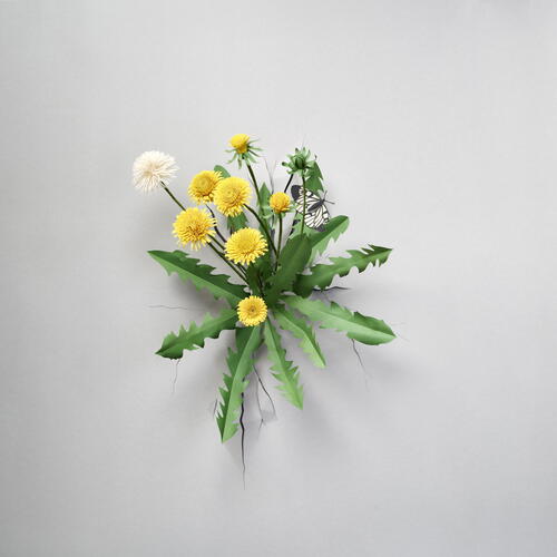 Dandelion