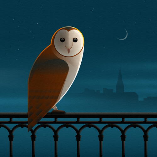 barn owl