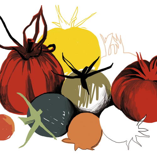 tomatoes
