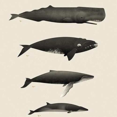 whales