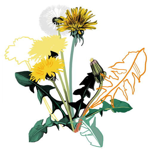 DANDELION