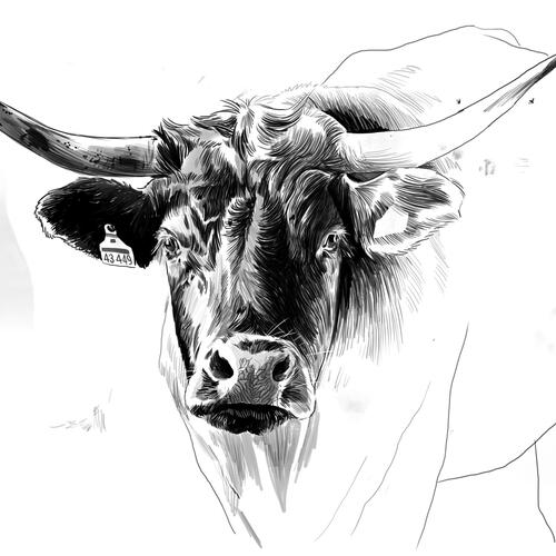 cow